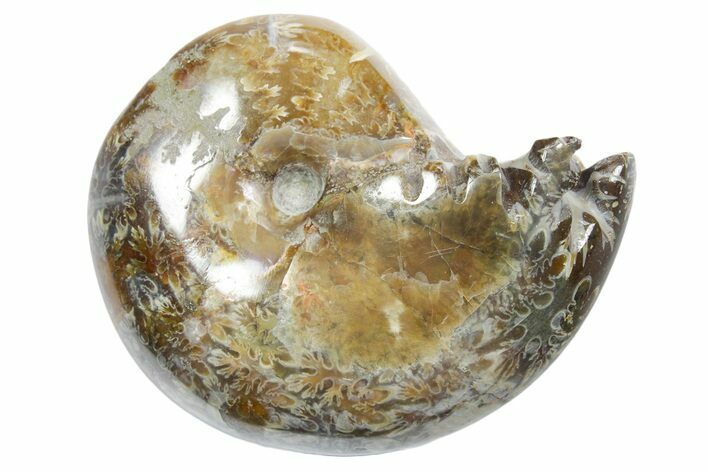 Polished Ammonite (Phylloceras) Fossil - Madagascar #349800